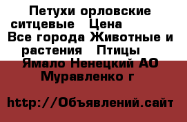 Петухи орловские ситцевые › Цена ­ 1 000 - Все города Животные и растения » Птицы   . Ямало-Ненецкий АО,Муравленко г.